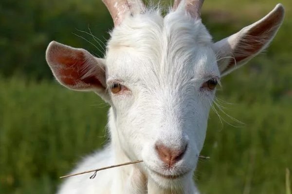 Кракен сбой